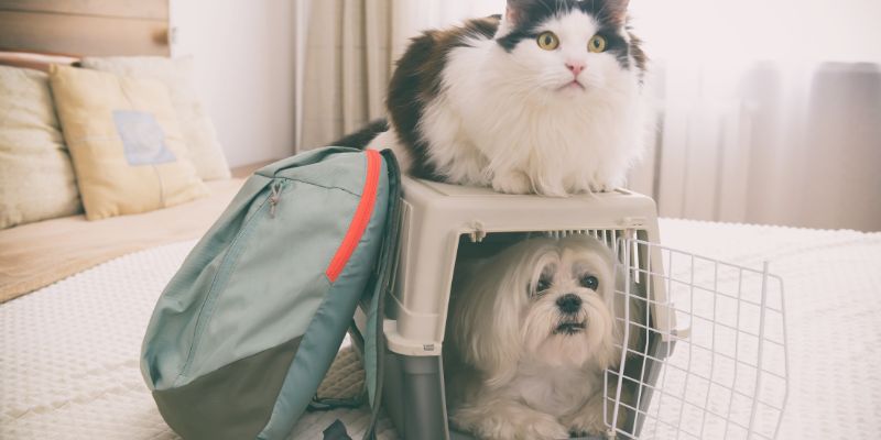 A Guide to Dog Carriers